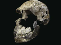 Anthropologie: Die ersten Totengräber?...