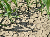 Drohender El Niño: Weltwetterorganisation: Globale Hitzerekorde wahrscheinlicher