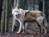 Umwelt: Drei Wolfshybriden in der Rhön getötet