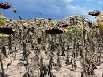 Südamerika: Extreme Dürre trocknet Argentiniens Getreideernte aus