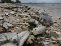 Braunalgen: Riesige Algenfront bedroht US-Strände und in der Karibik