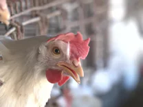 : Vogelgrippe: Vorbereitung auf den Artensprung
