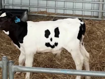 : Eine Kuh namens „Happy“ lässt Leute lächeln