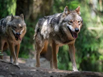 Naturschutz: In den Ammergauer Alpen lebt jetzt ein Wolfspaar