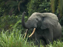 Artenschutz: Die Angst des Elefanten vor der Biene