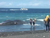 : Toter Wal an der Küste von Bali angespült