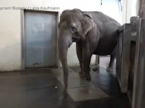 : Tierische Seltenheit: Elefantendame schält Banane mit Rüssel