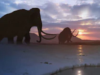 Paläontologie: Wie sich das Wollhaarmammut an die Eiszeit anpasste