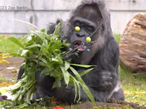 : Ältester Gorilla der Welt hat Geburtstag: So alt ist Fatou