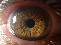 Evolution: Warum der Mensch sein Augenlicht Bakterien verdankt
