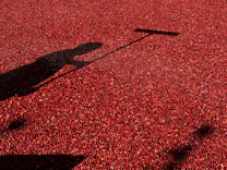 Infektionen: Schützen Cranberrys vor Blasenentzündungen?