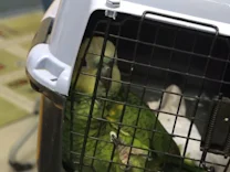 : Tierische Rettung im Feuer: So rettet Papagei Coco seiner Besitzerin das Leben