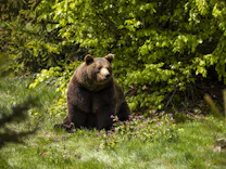 Trentino: Bärenkadaver in Norditalien gefunden