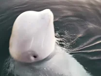 : Belugawal vor Schweden gesichtet