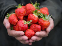 Lebensmittel: Auch deutsche Erdbeeren mit Pestizid-Cocktail belastet