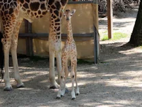 : So süß: Giraffenbaby Ivie macht erste Schritte im Zoo in Österreich