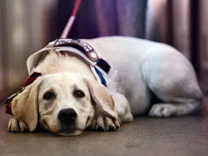 Hunde: Stimmt das Klischee vom freundlichen Labrador?