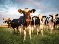 Agrarwissenschaften: Landwirtschaft ohne Tiere: Geht das überhaupt?