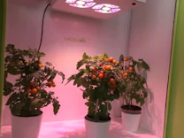 : „Viele üben schon mal mit Tomaten“ – Growboxen-Hersteller hofft auf Cannabis-Legalisierung