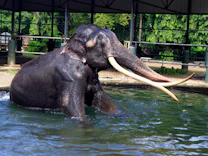 Tierschutz: Ein Elefant unter Trampeltieren