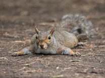 Verhaltensbiologie: Warum Eichhörnchen flach liegen