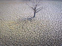 Dürre in Europa: Auf dem Trockenen
