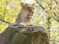Brandenburg: Wer vermisst eine Löwin?
