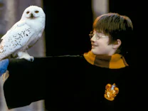 25 Jahre „Harry Potter“: Wo bleibt die Eule?