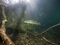 Maßnahmen erschöpft: Erholung der Artenvielfalt in Flüssen stockt